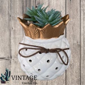 New! GC Home Decor Pineapple Coconut Accent w/Faux Succulents! So Cute!